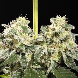 Sunset Sherbet Go Fast (Kannabia) feminized