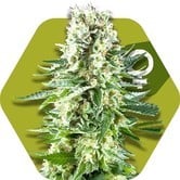 White Widow XL (Zambeza) feminized