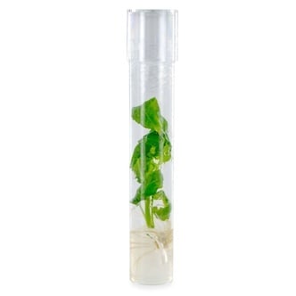 Salvia Divinorum Cutting