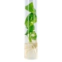 Steckling von Salvia divinorum