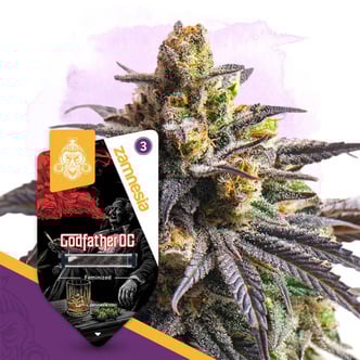 Godfather OG (Zamnesia Seeds) feminized