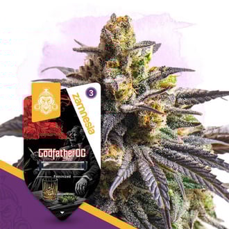 Godfather OG (Zamnesia Seeds) feminized