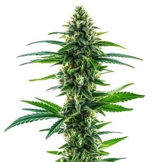 Khalifa Kush (Blimburn Seeds) feminized