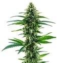 Khalifa Kush (Blimburn Seeds) feminized