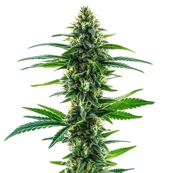 Khalifa Kush (Blimburn Seeds) feminisiert