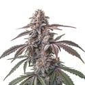 Pinkman Goo (Blimburn Seeds) feminized