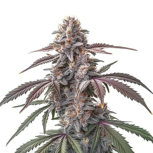 Pinkman Goo (Blimburn Seeds) feminized