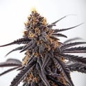 Donny Burger (Blimburn Seeds) feminisiert