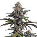 Glitter Bomb (Blimburn Seeds) feminized