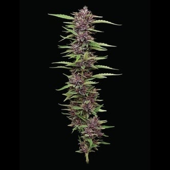 PPD (Humboldt Seed Company) feminized