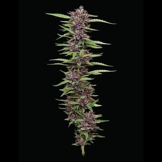 PPD (Humboldt Seed Company) feminisiert PPD (Humboldt Seed Company) feminisiert
