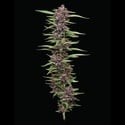 PPD (Humboldt Seed Company) feminisiert