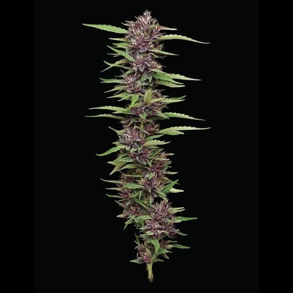 PPD (Humboldt Seed Company) feminisiert