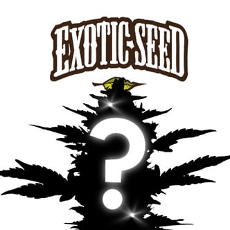 Autoflower Mystery Seed 1 (Exotic Seed)