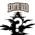 Feminized Mystery Seed 1 (Exotic Seed)