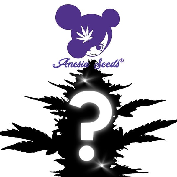 Feminized Mystery Seed 1 (Anesia Seeds)