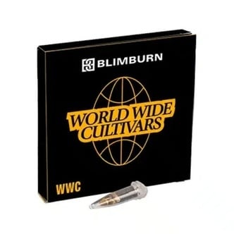 Permanent Marker x Banana Cream (Blimburn Seeds) feminisiert