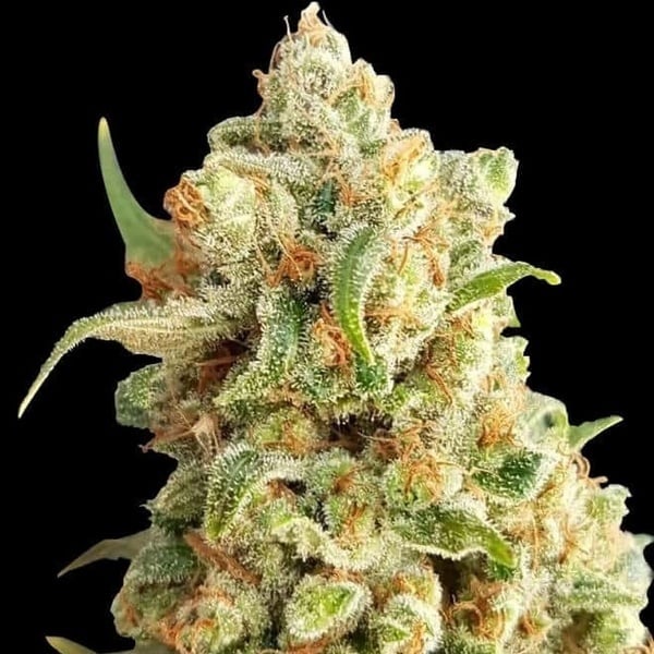 New York Diesel Auto (Expert Seeds) feminisiert