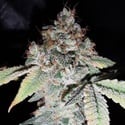 Rainbow Cake (Pheno Finder) Feminized