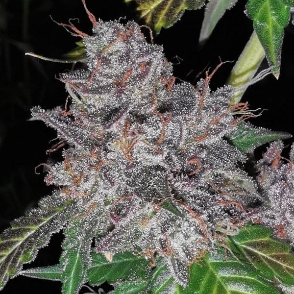 Rainbow Cake (Pheno Finder) Feminized