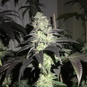 Do Z Dos (Pheno Finder) Feminized