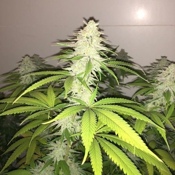 Simple Wedding Cake S1 (Pheno Finder) Feminized