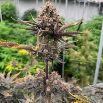 Banana Purple Punch Auto RF3 (FastBuds) feminized