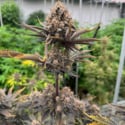 Banana Purple Punch Auto RF3 (FastBuds) feminized