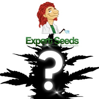 Autoflower Mystery Seed 1 (Expert Seeds)