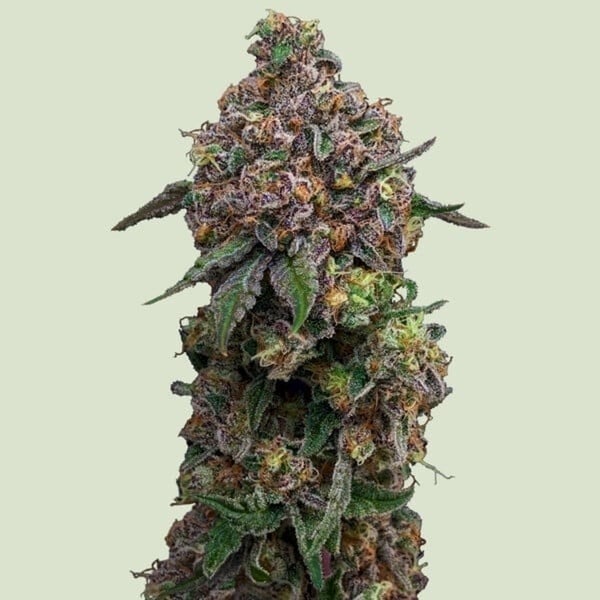 Cosmic Cheddar F1 (Royal Queen Seeds) feminized 