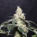 Gary Payton (Vision Seeds) feminized