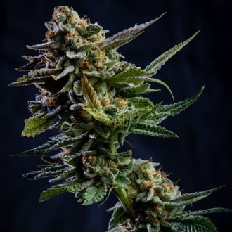 Log Cabin (Vision Seeds) feminized