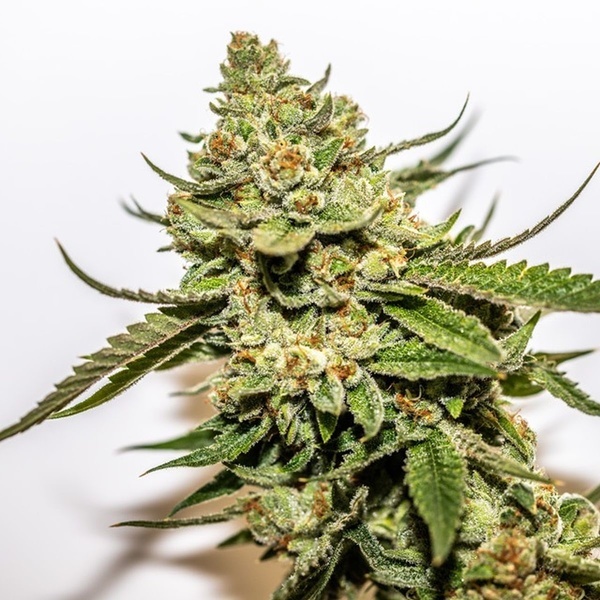 Cereal Milk x OG Kush (Vision Seeds) feminized