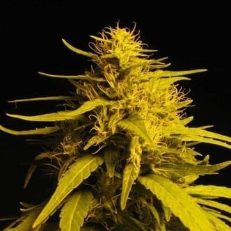 Haze 1 (Nirvana) feminized