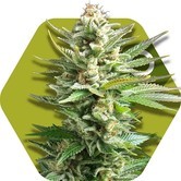 Amnesia Haze XL (Zambeza) feminized