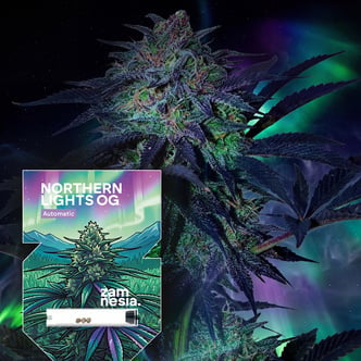 Northern Lights OG Autoflower (Zamnesia Seeds) feminized