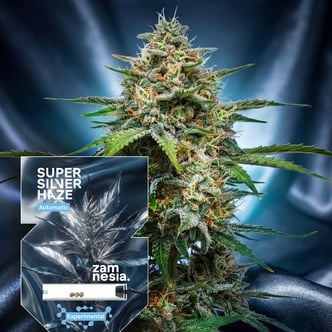 Super Silver Haze Autoflower (Zamnesia Seeds) feminized