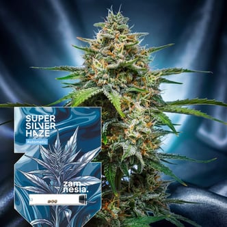 Super Silver Haze Autoflower (Zamnesia Seeds) feminized