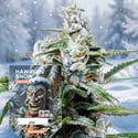 Hawaiian Snow Autoflower (Zamnesia Seeds) feminized