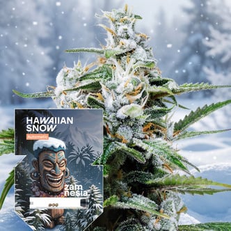 Hawaiian Snow Autoflower (Zamnesia Seeds) feminized