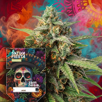 Sativa Fiesta (Zamnesia Seeds) feminized