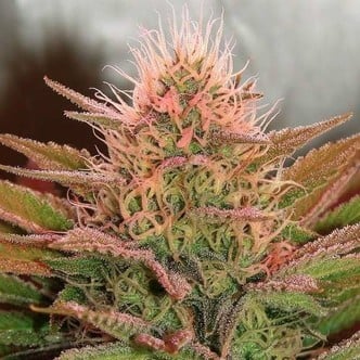 Bubblelicious (Nirvana) feminized