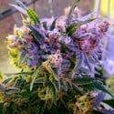 Aurora Indica (Nirvana) feminisiert