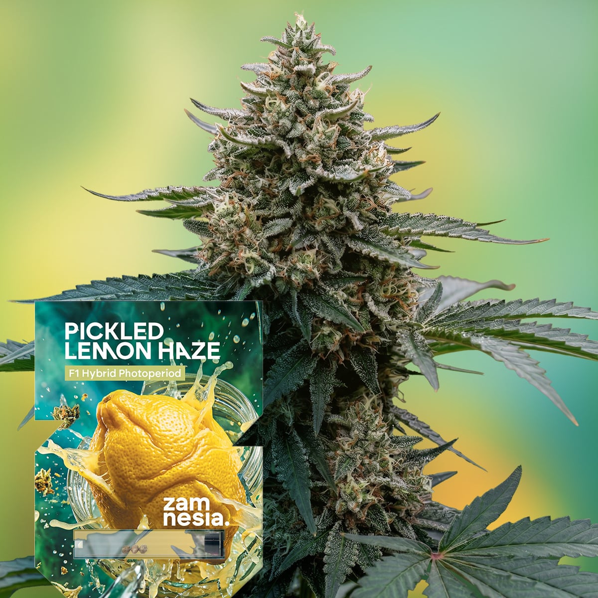 Buy Pickled Lemon Haze F1 Hybrid Seeds | Zamnesia Seeds