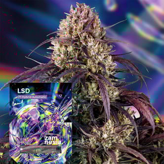 LSD F1 Autoflower (Zamnesia Seeds) Feminized