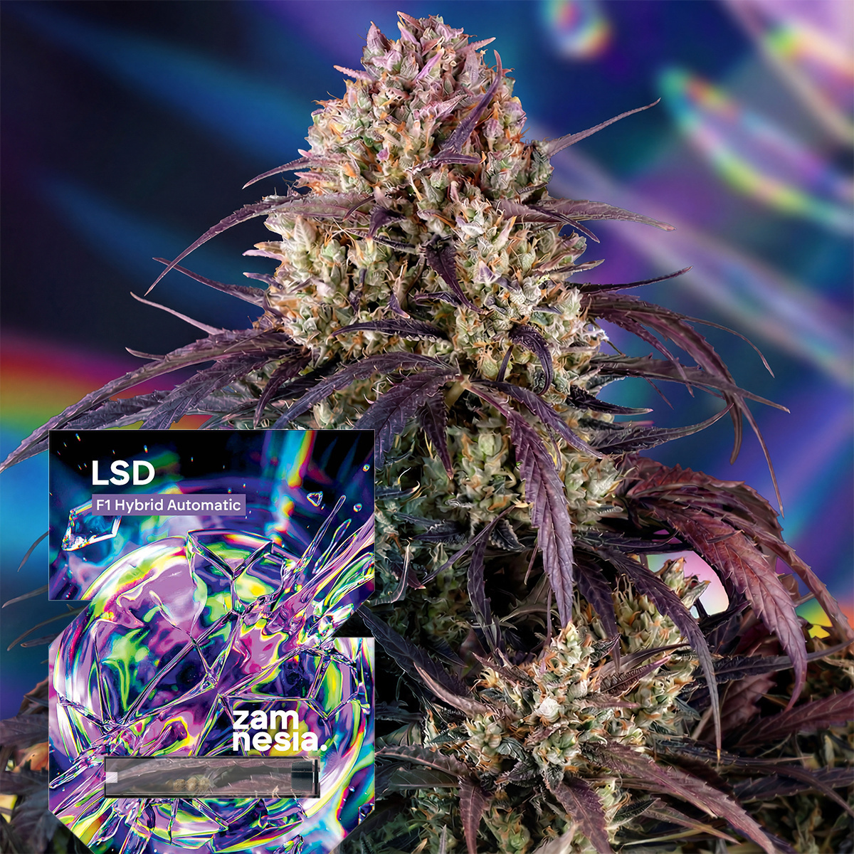 zamnesia-seeds-lsd-f1-