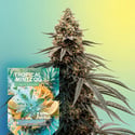 Tropical Mintz OG F1 Autoflower (Zamnesia Seeds) Feminized