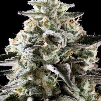 Mexican Sativa (Kannabia) Feminized