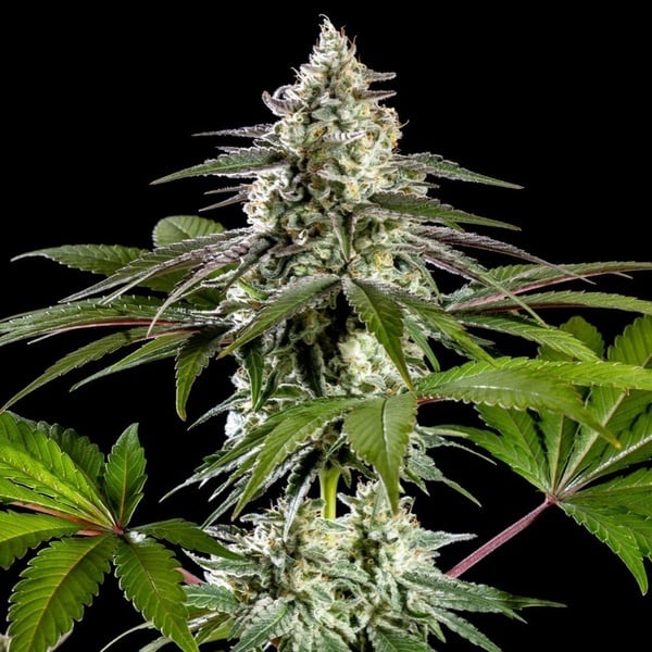 Mexican Sativa (Kannabia) Feminized