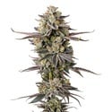 Double Donny Burger (Growers Choice) feminized
